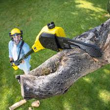 Best Palm Tree Trimming  in Forest Heights, MD