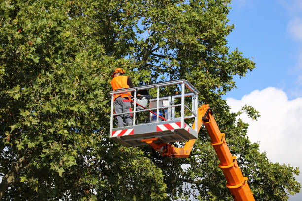 Best Commercial Tree Services  in Forest Heights, MD