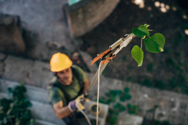 Trusted Forest Heights, MD Tree Removal Experts