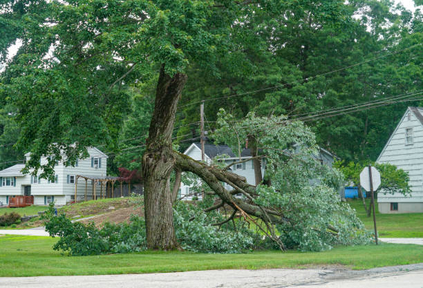 Best Tree and Shrub Care  in Forest Heights, MD